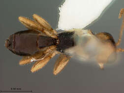 Image of Leiophron pallidipennis Loan 1974