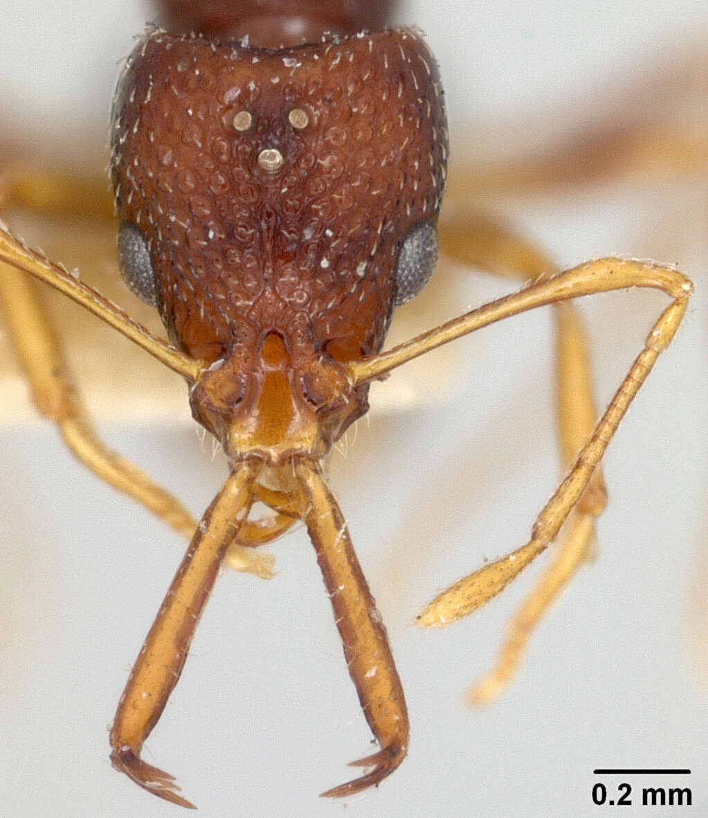 Image of Acanthognathus lentus Mann 1922