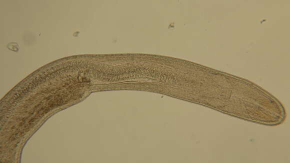 Image of Cephalothricidae