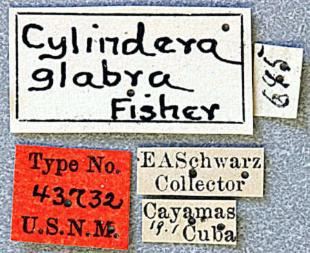 Image of Cylindera (Verticina) glabra (Bogenberger 1988)