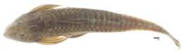 Image of Spatuloricaria lagoichthys (Schultz 1944)