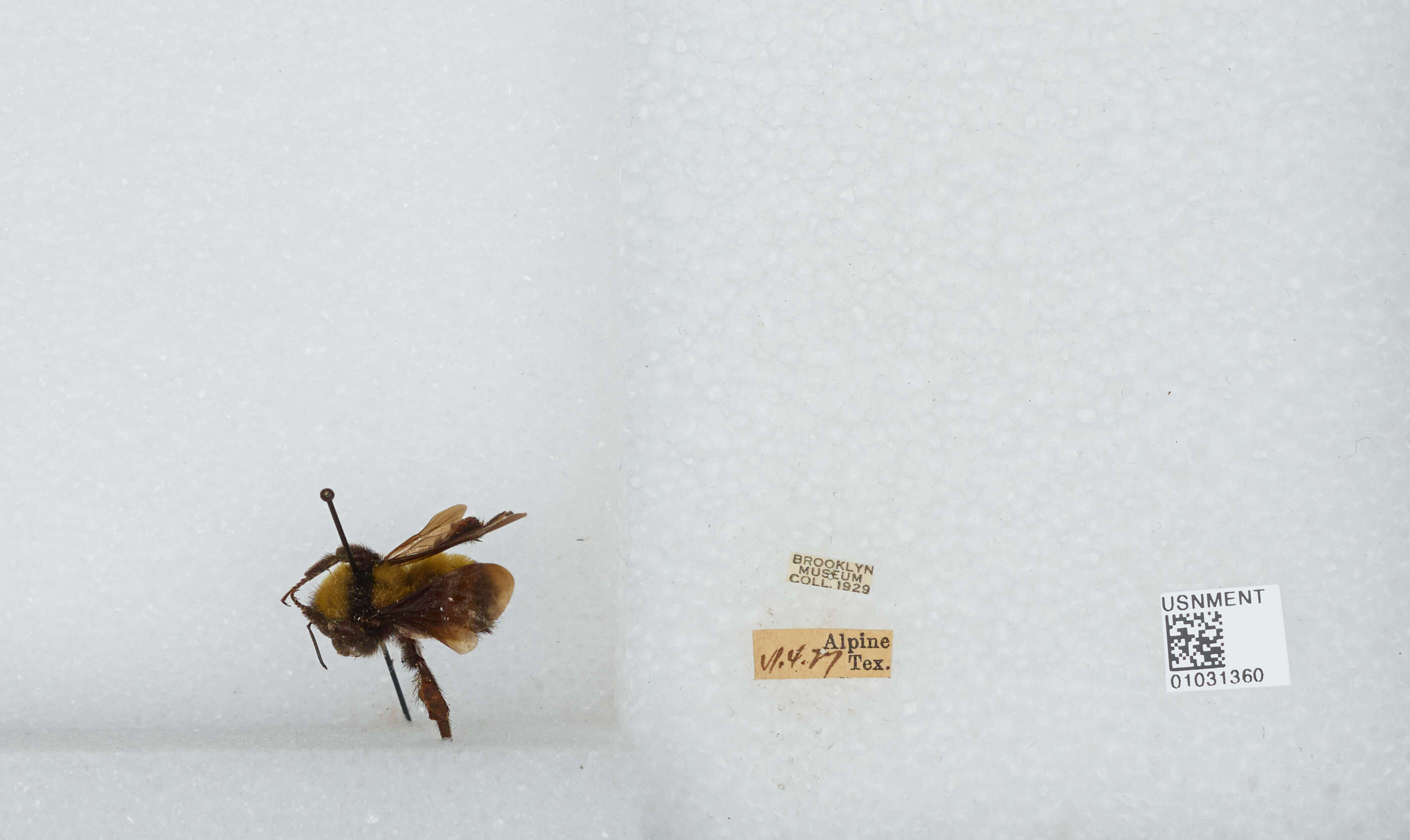 Image of Sonoran Bumble Bee