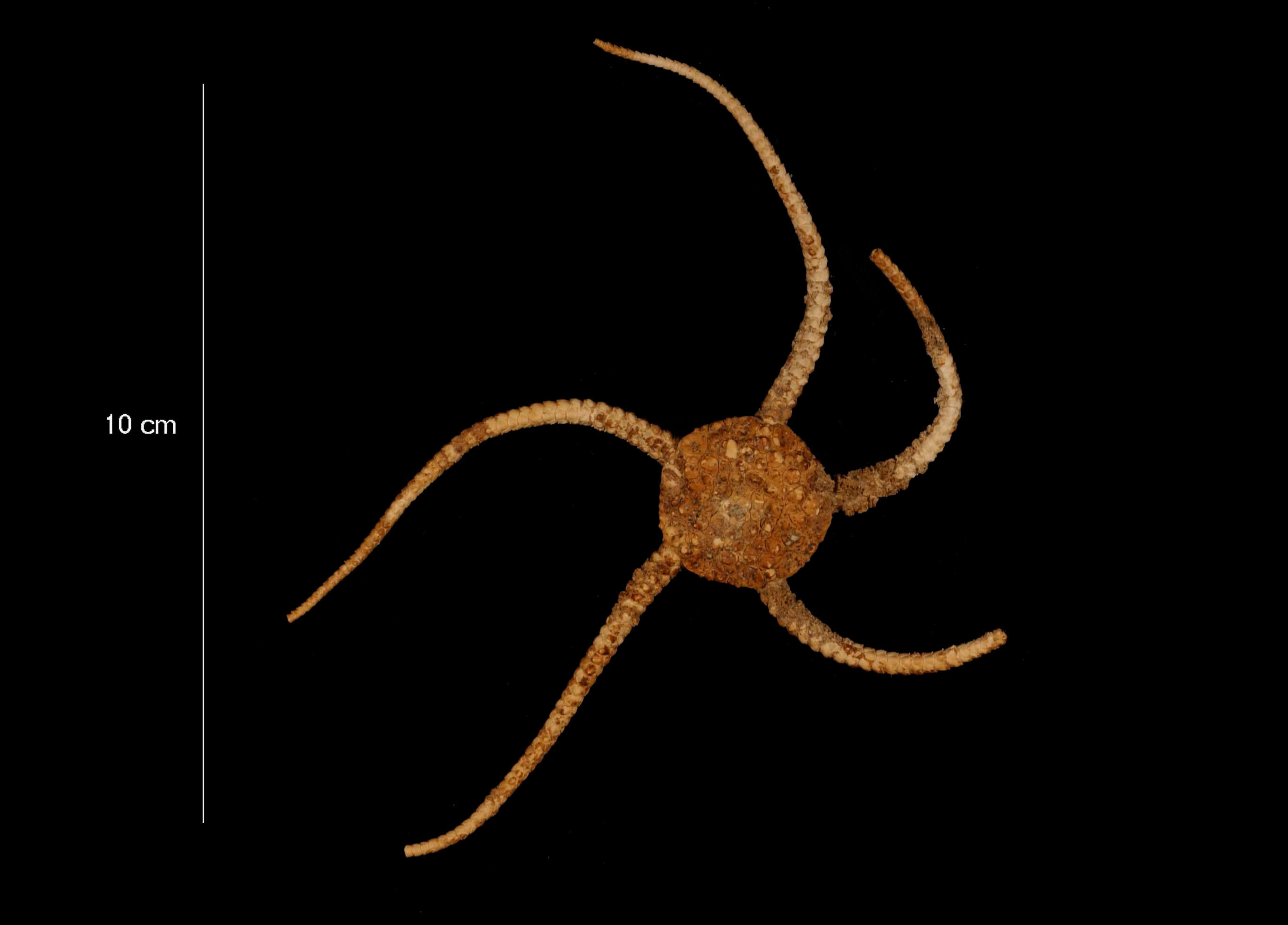 Image of Ophioplinthus gelida (Koehler 1901)