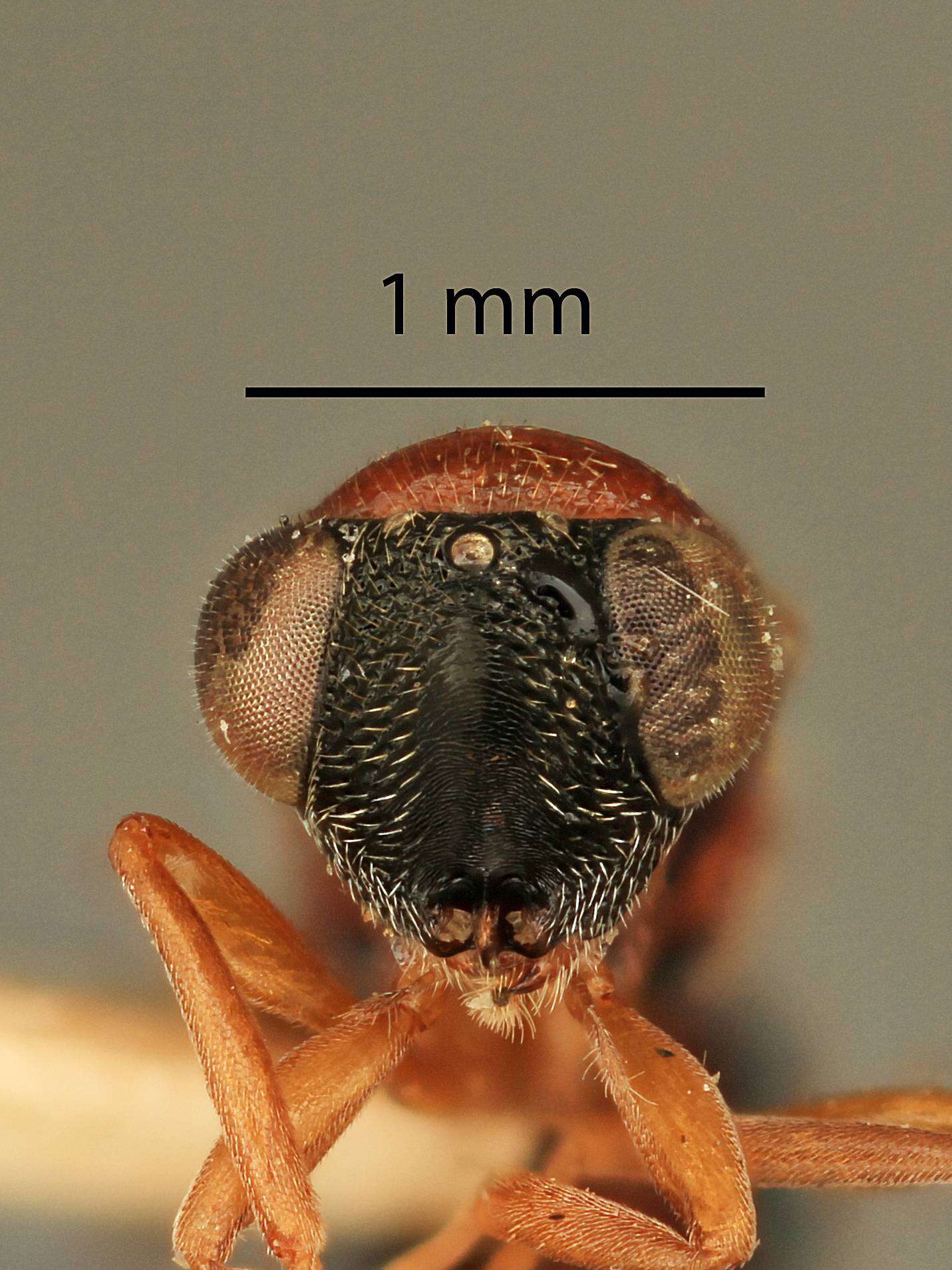 Image of Hockeria unipunctatipennis (Girault 1918)