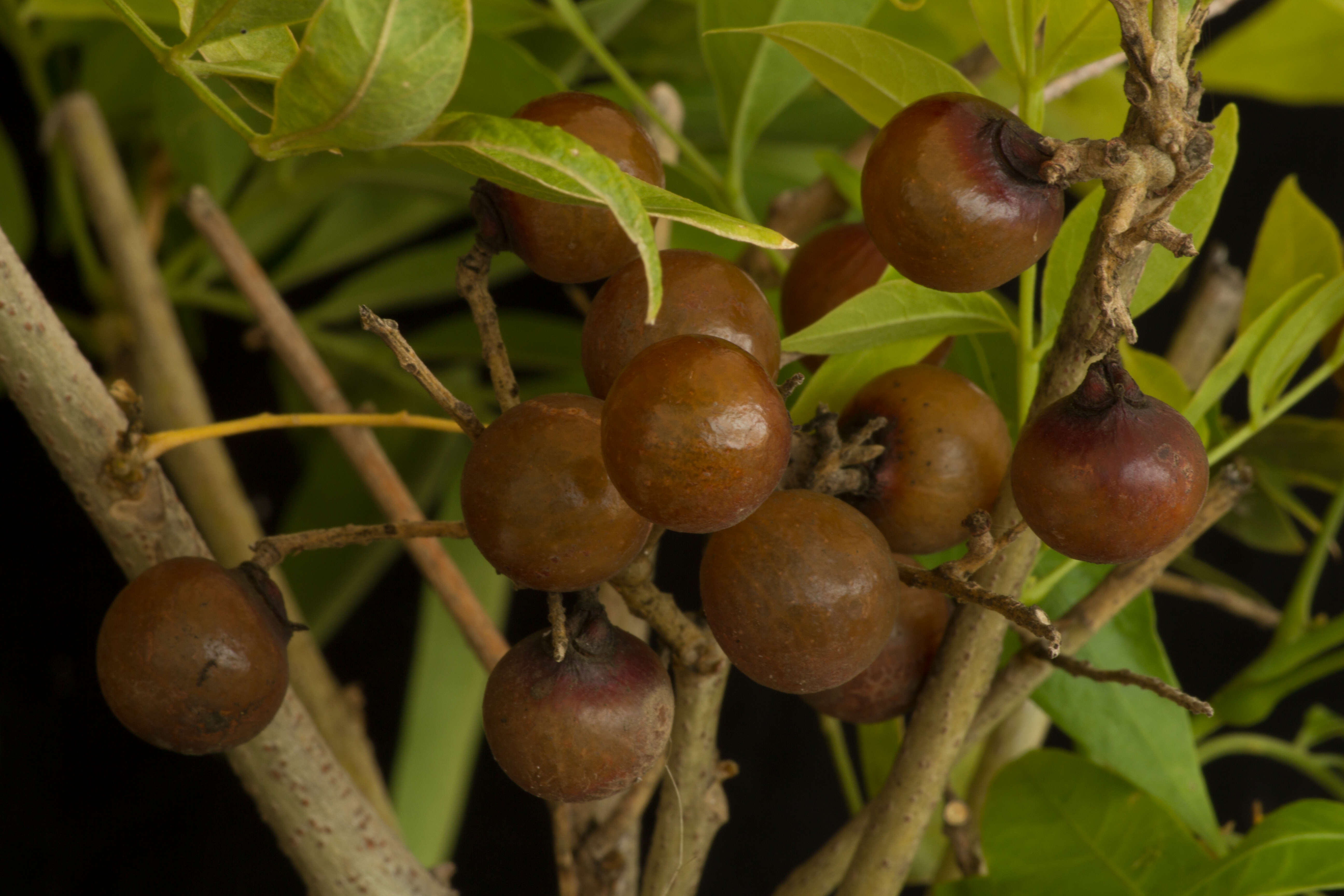 Image of wingleaf soapberry