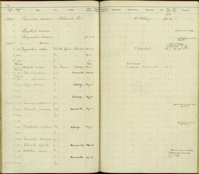 صورة Myiarchus tyrannulus magister Ridgway 1884