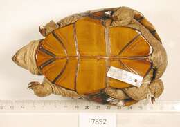 Image of Kinosternon flavescens flavescens