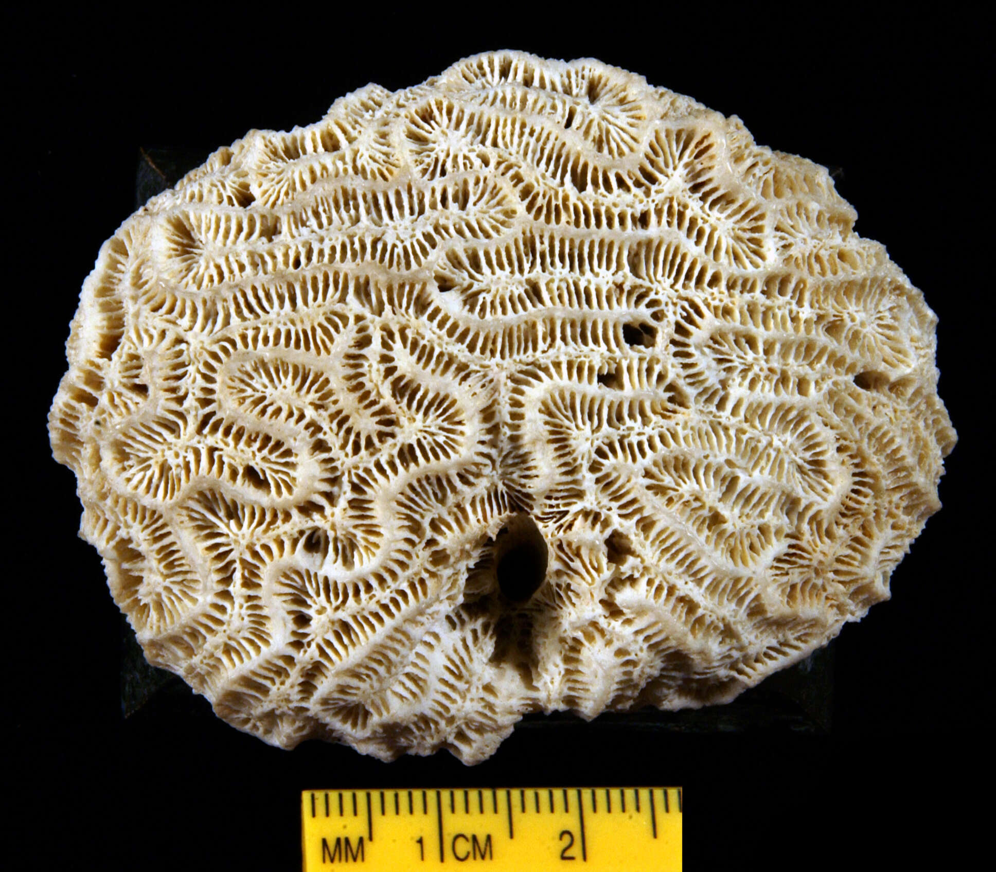 Image of Brain Coral