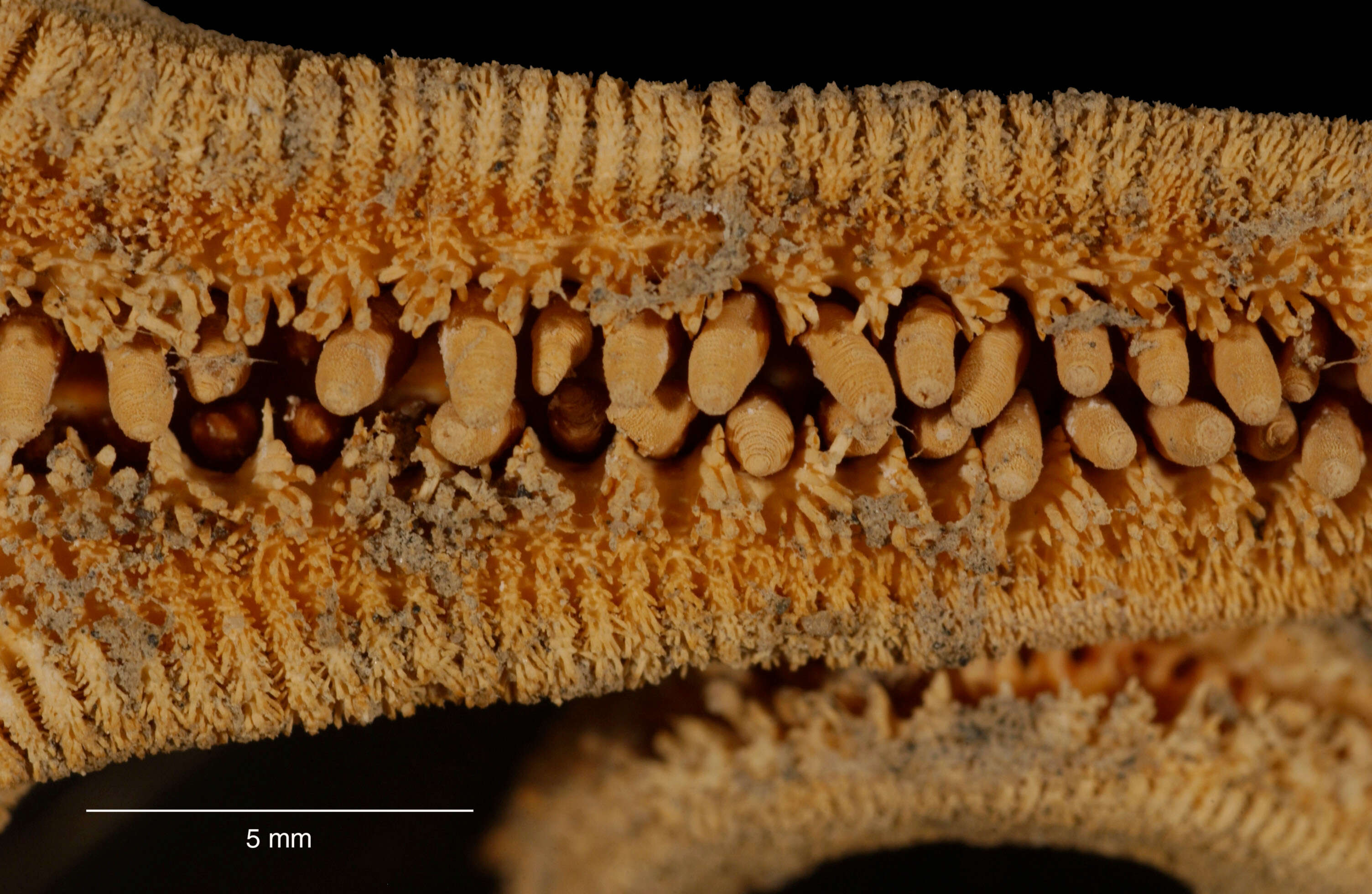 Image of Leptychaster flexuosus (Koehler 1920)