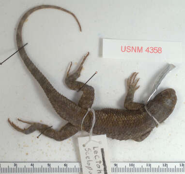 Imagem de Sceloporus occidentalis longipes Baird 1858