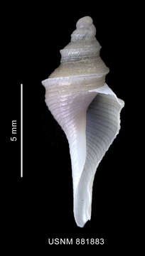 Image of Aforia goniodes (R. B. Watson 1881)