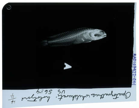 Слика од Opistognathus whitehursti (Longley 1927)