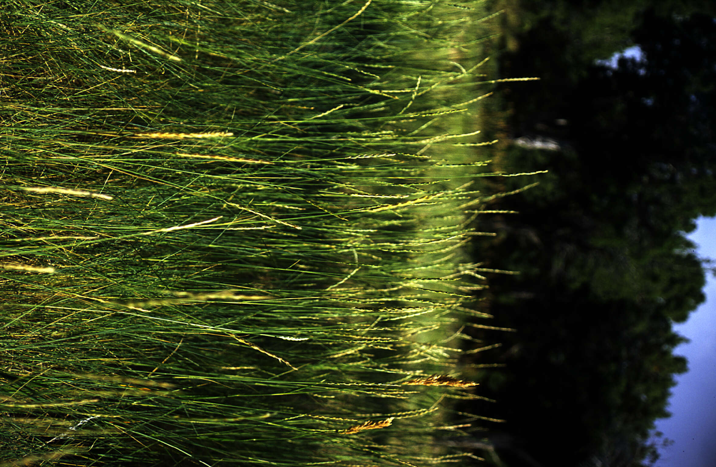 Image of Elymus L.