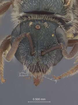 Image of Halictus nevadensis Crawford