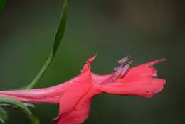 Imagem de Ruellia affinis (Schrad.) Lindau