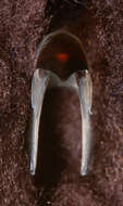 Image of Bonpland's squid