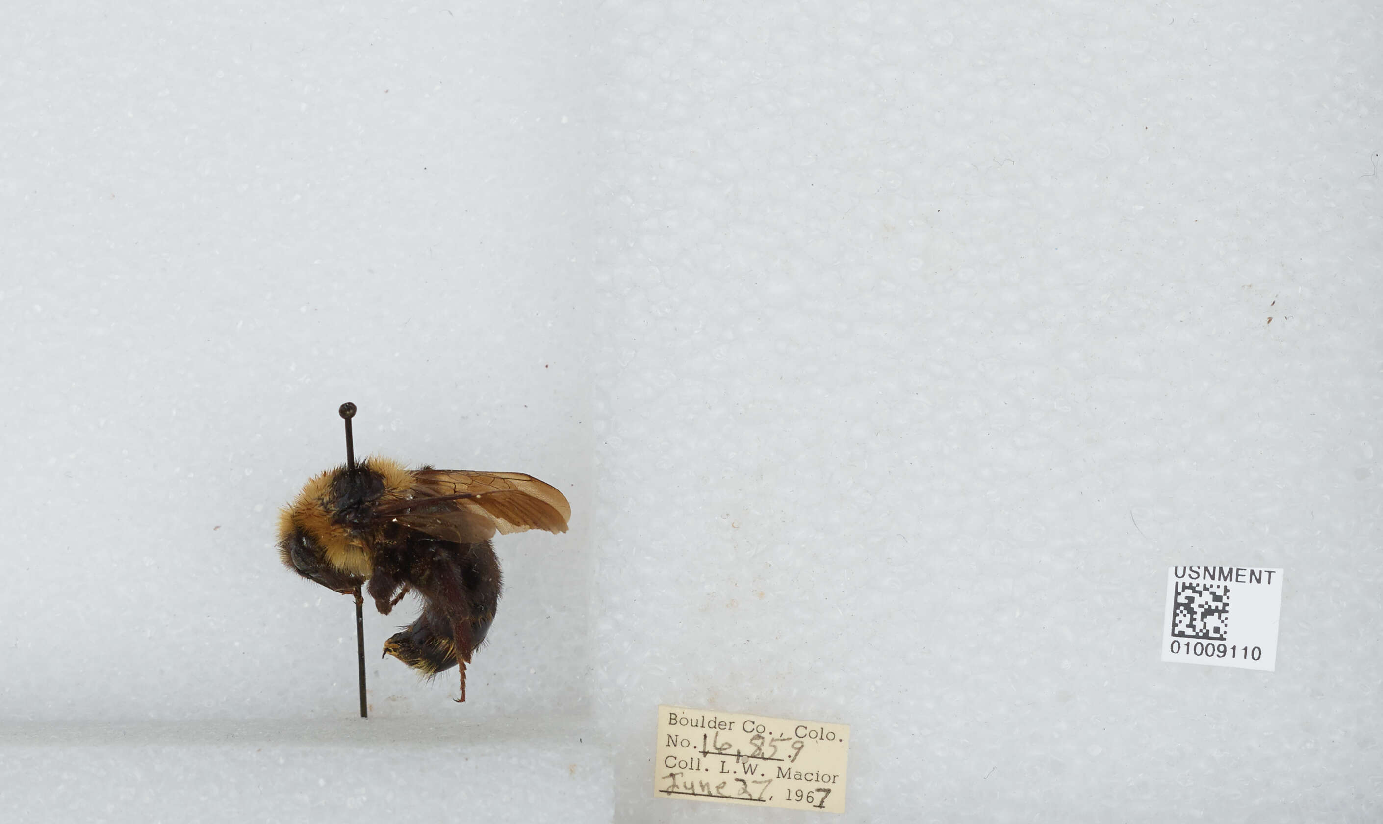 Image de Bombus insularis (Smith 1861)