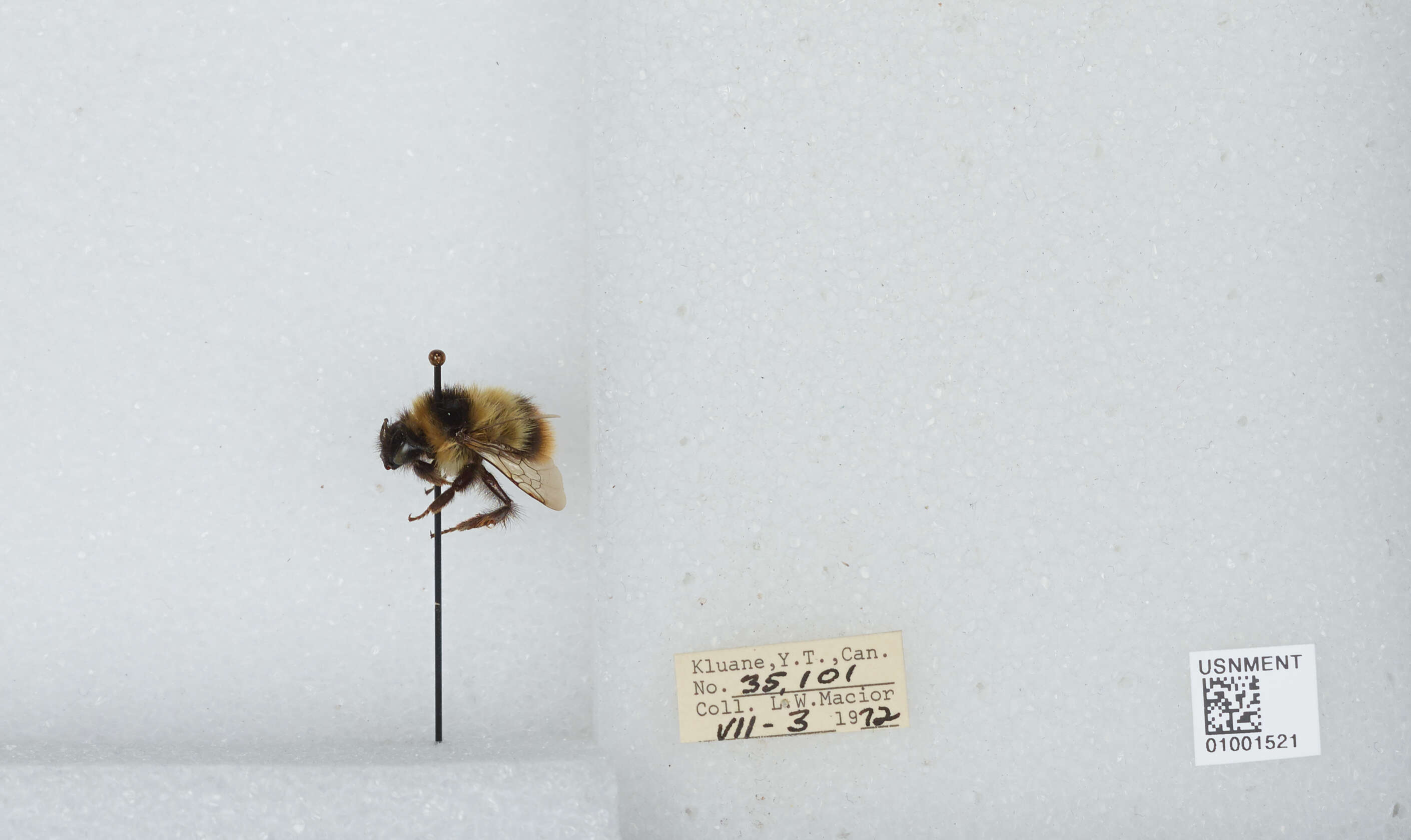 Image of Frigid Bumble Bee