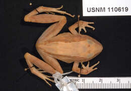 Image of Polymorphic Robber Frog