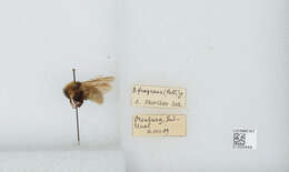 Plancia ëd Bombus distinguendus Morawitz 1869