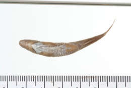 Image of Roundnose minnow