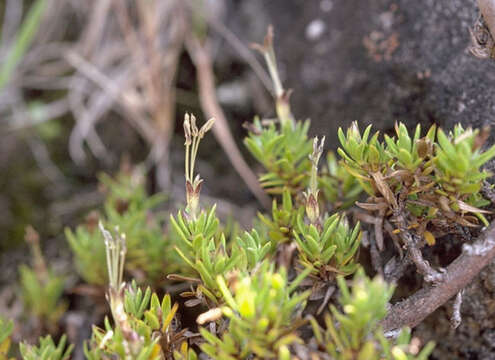 Image of 'aiakanene