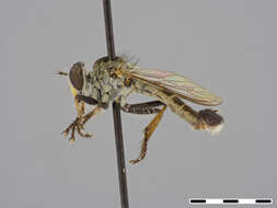 صورة Wilcoxius bullatus (Bromley 1929)