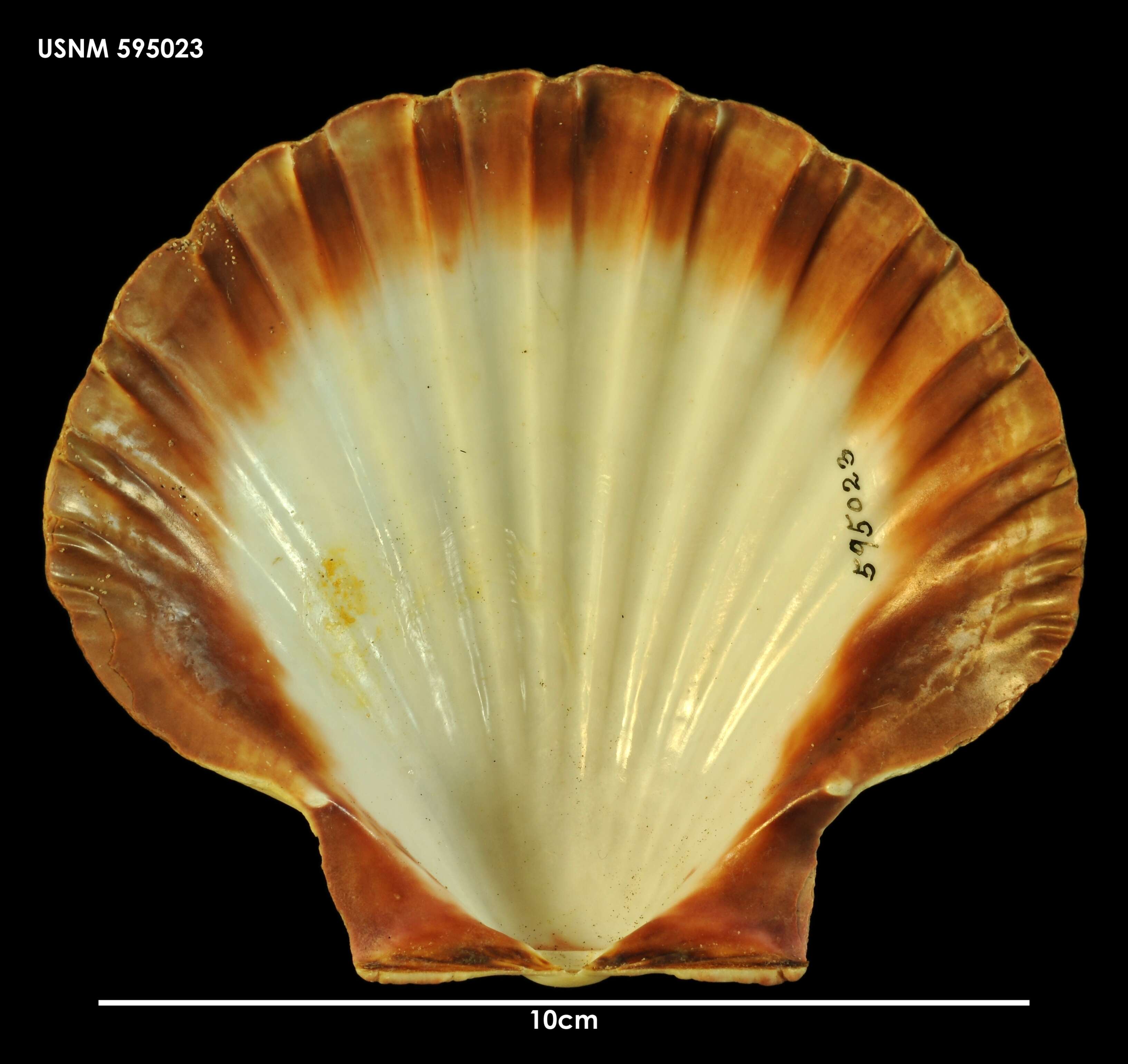 Image of Pecten benedictus Lamarck 1819