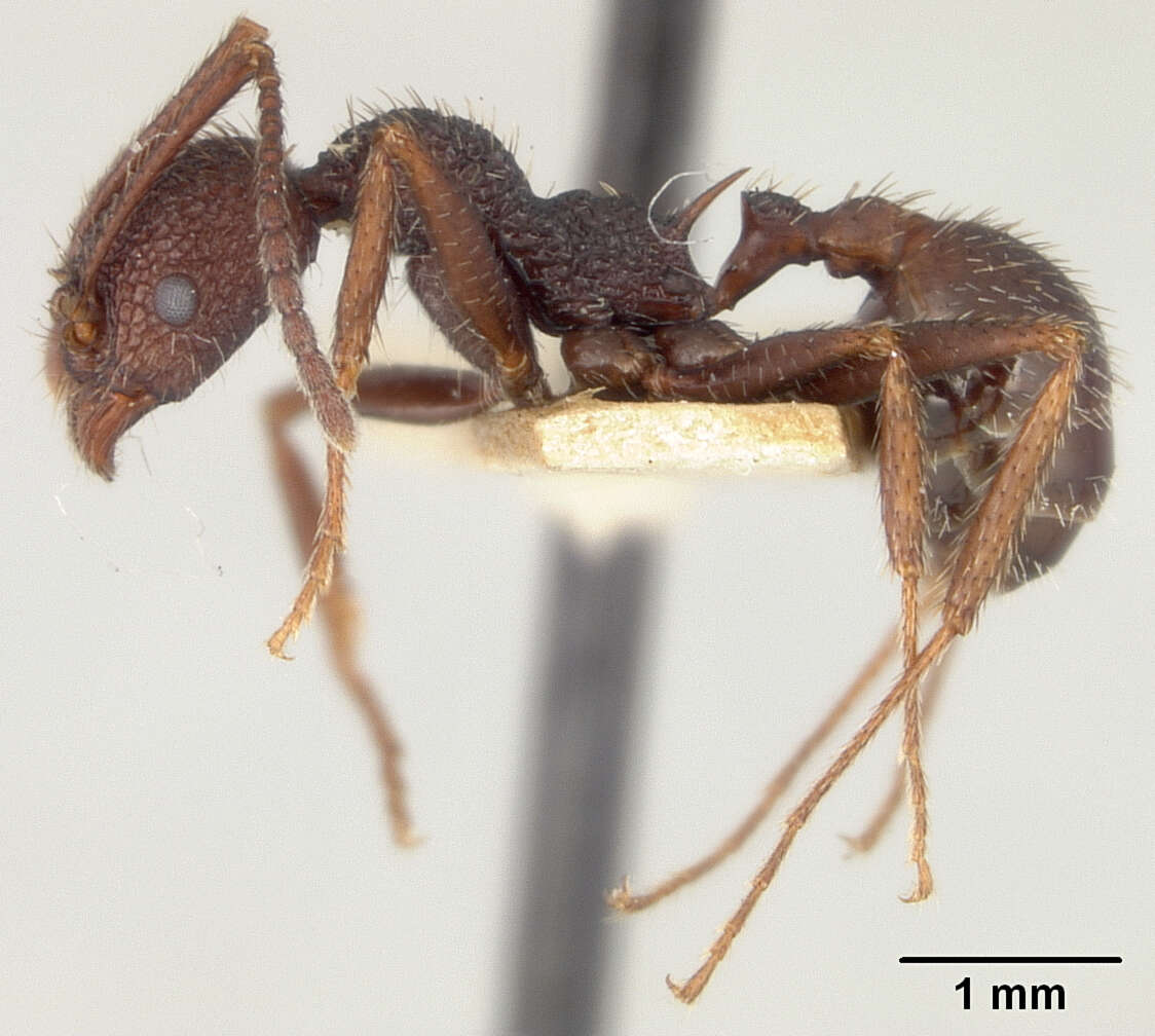 Image of Aphaenogaster relicta epinotalis Wheeler & Mann 1914