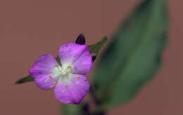 Image of Tradescantia commelinoides Schult. & Schult. fil.