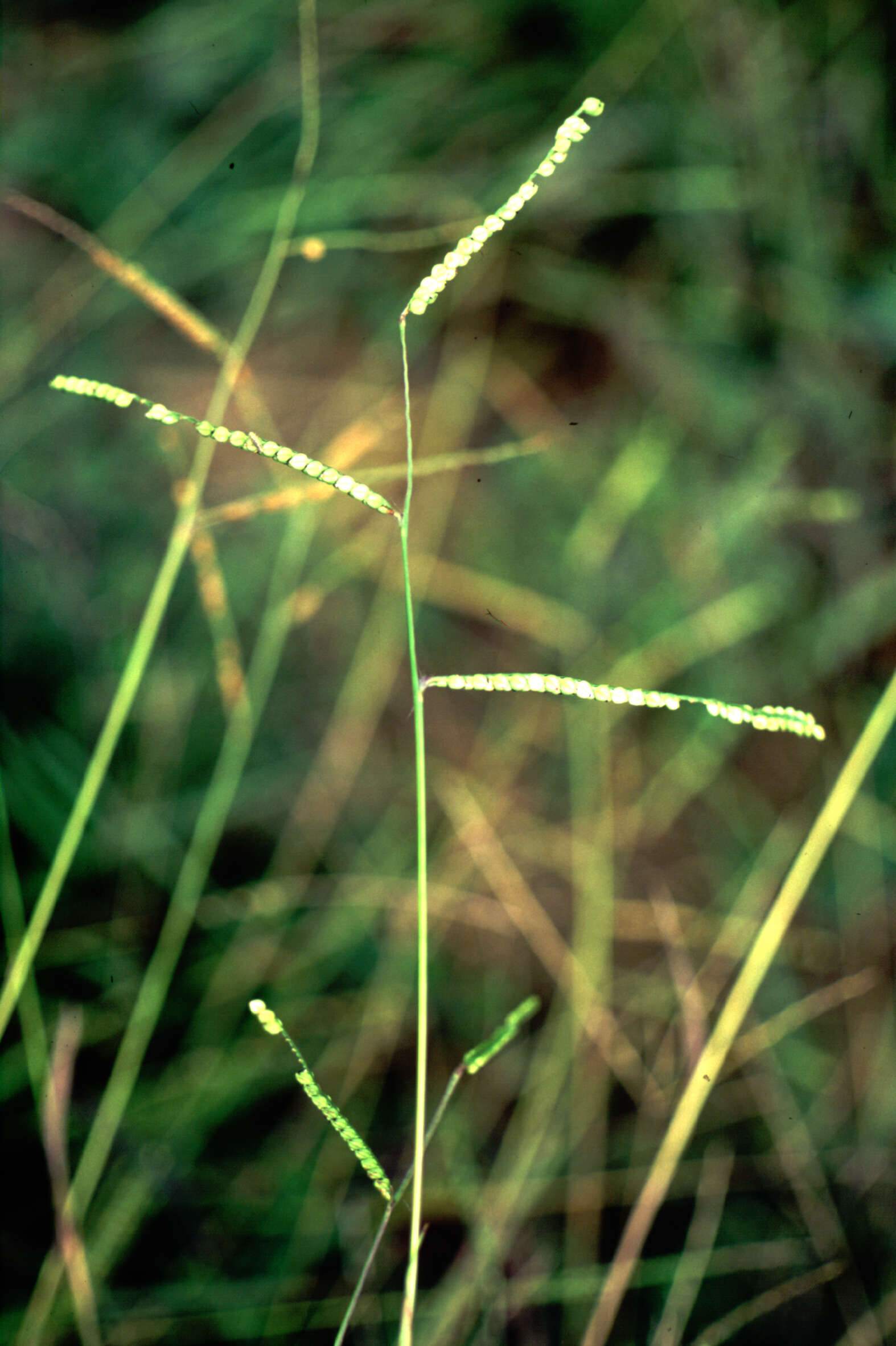 Image of Paspalum L.