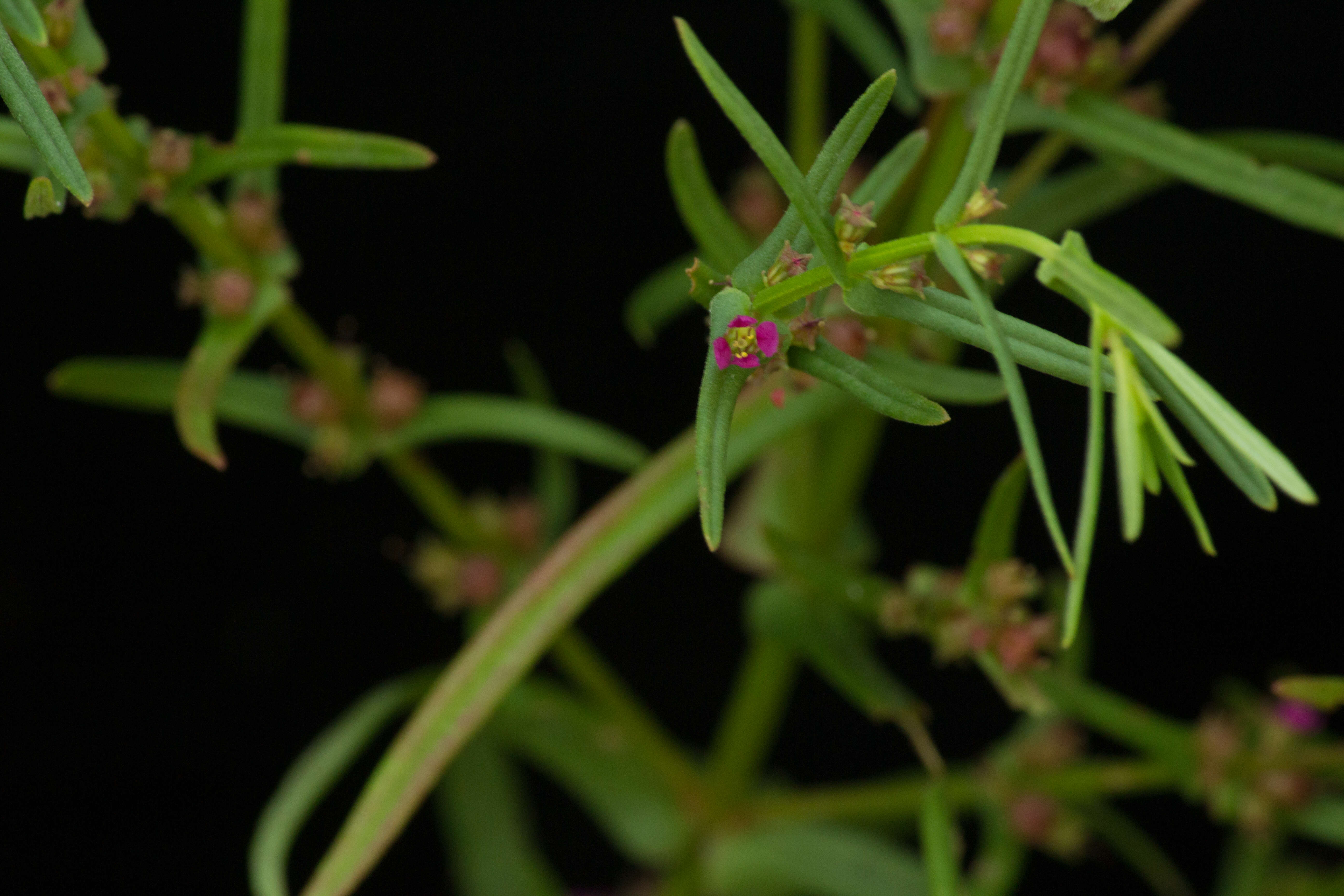 صورة Ammannia coccinea Rottb.