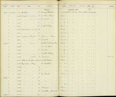 Image of Empidonax albigularis albigularis Sclater, PL & Salvin 1859