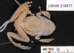Image de Dendropsophus amicorum (Mijares-Urrutia 1998)