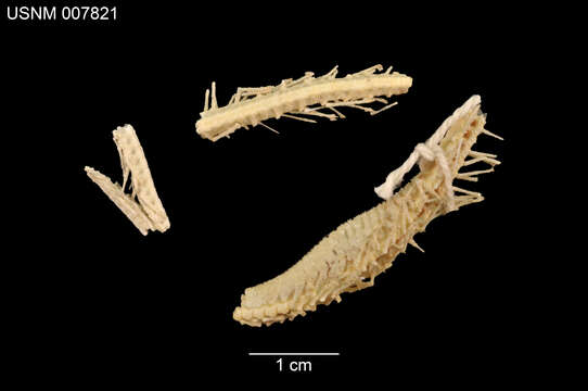 Image of Freyella microspina Verrill 1894