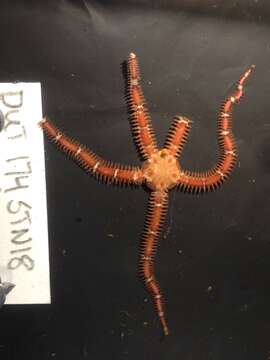 Image of Daisy brittle star