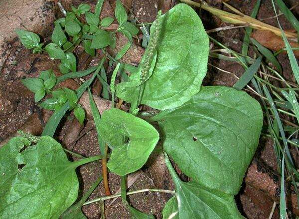 Image of Broadleaf Plantain