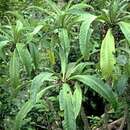 Image of Kauai Cyanea