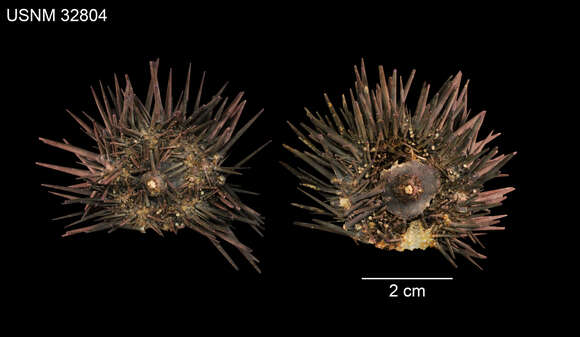 Image of Echinometra insularis H. L. Clark 1912