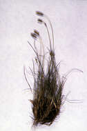 Oreochloa elegans Sennen的圖片