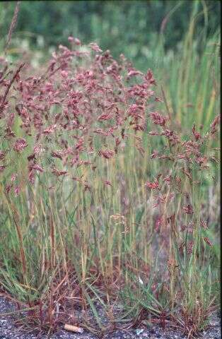 Image de Poa macrocalyx Trautv. & C. A. Mey.