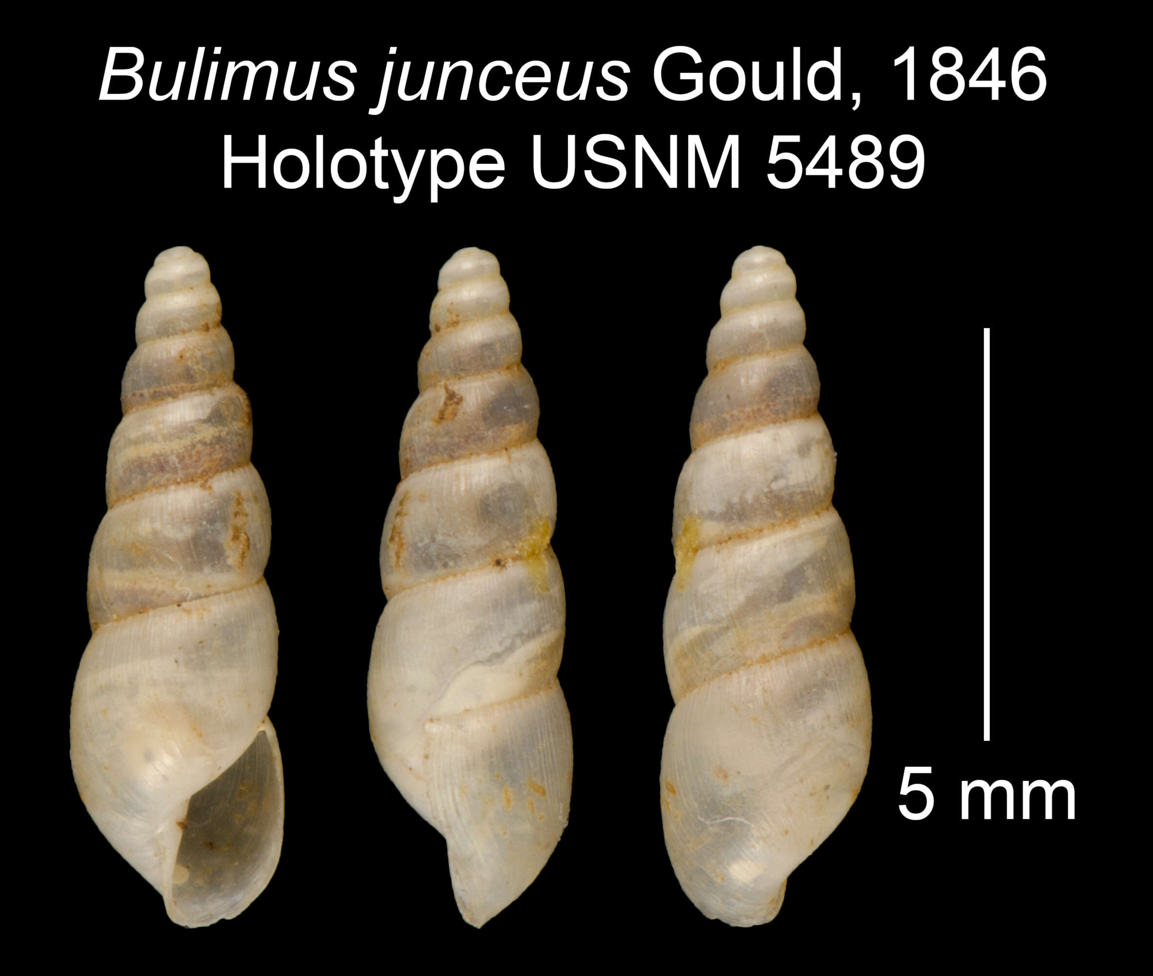 Image of Bulimus junceus Gould