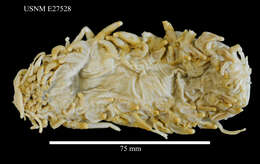 Image de Oneirophanta mutabilis mutabilis