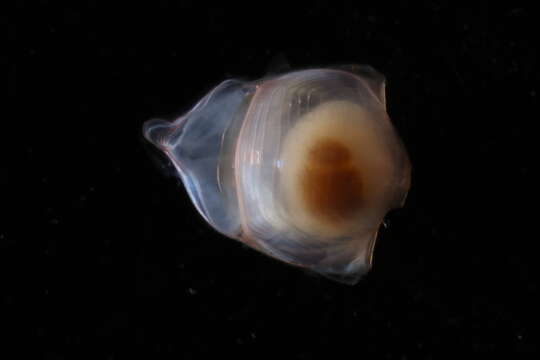 Image de Diacavolinia longirostris (Blainville 1821)