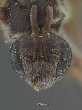 Image of Halictus