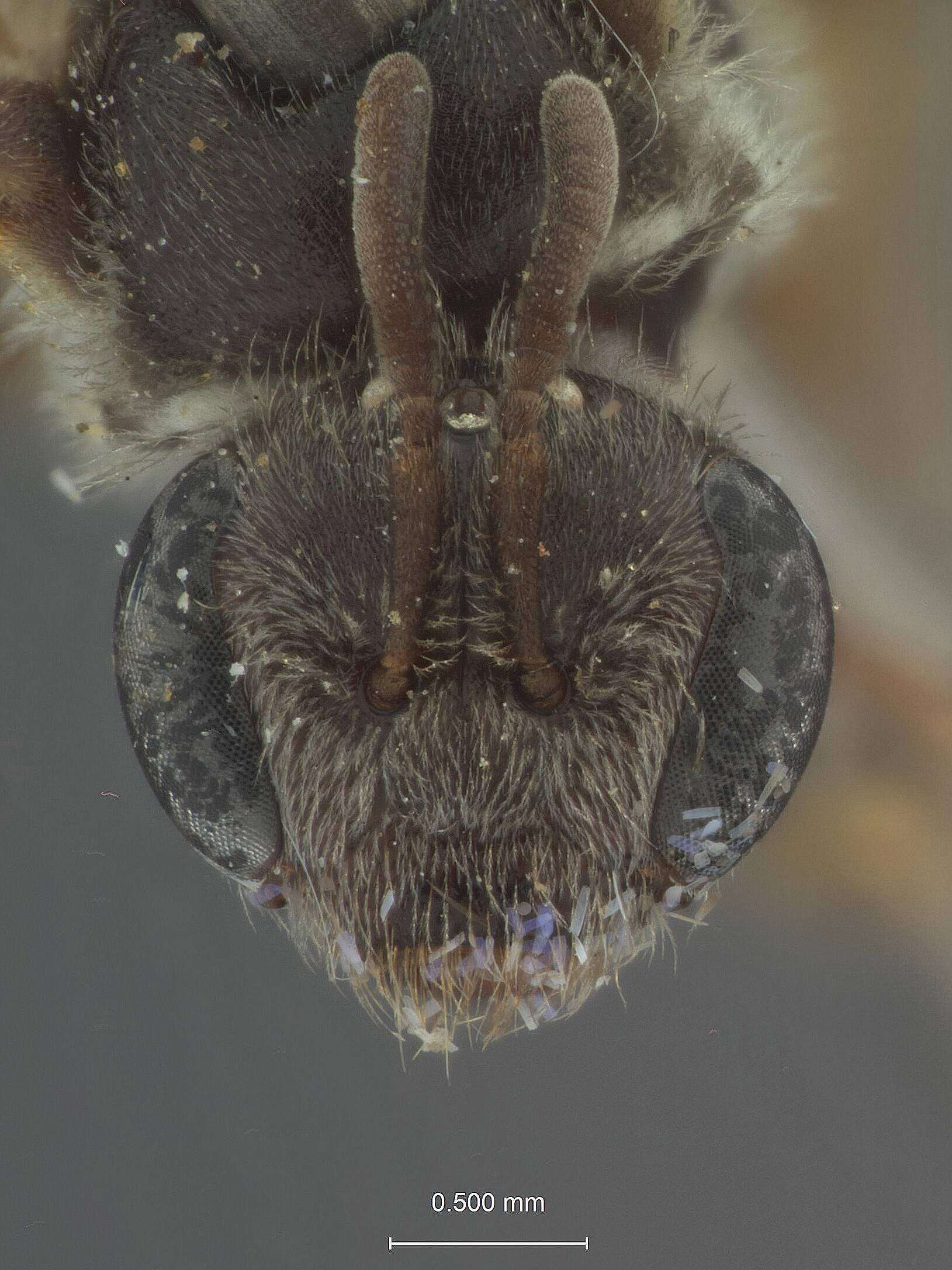 Image of Halictus