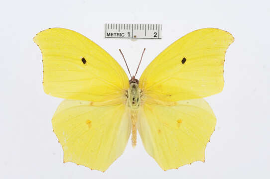 Image of Yellow Angled-Sulphur