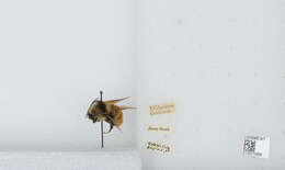 Imagem de Bombus appositus Cresson 1879