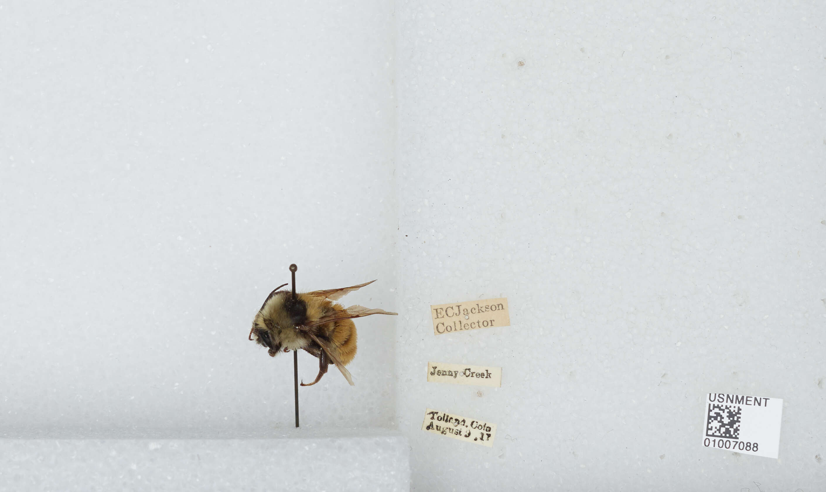 Imagem de Bombus appositus Cresson 1879