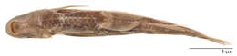 Image of Crossocheilus cobitis (Bleeker 1854)